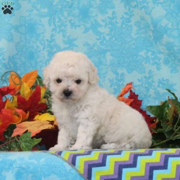 Pecan, Bich-Poo Puppy